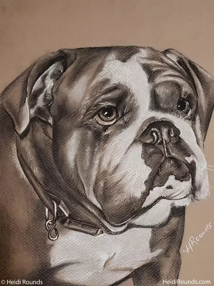 Commissioned pet portrait drawing, charcoal/pastel on toned paper, an older dog, Heidi Rounds