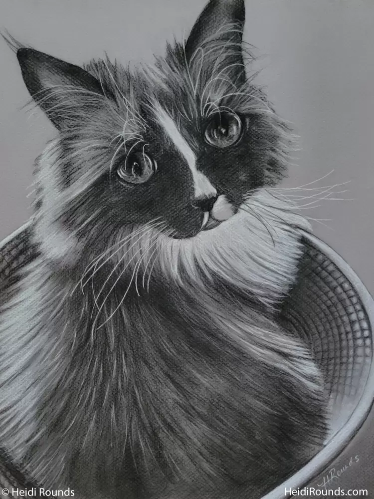 Commissioned pet portrait drawing, charcoal/pastel on toned paper, a cute cat sitting in a basket, Heidi Rounds