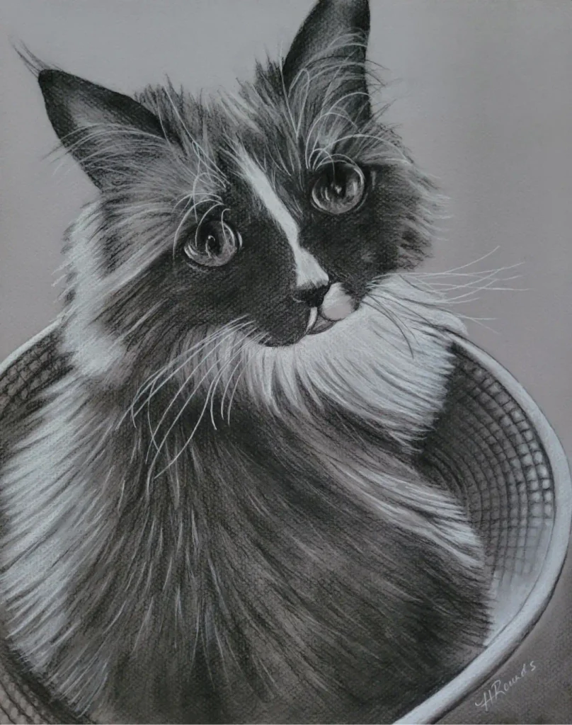 Commissioned Pet Portrait Drawing of a Cat, 12x15 in charcoal/pastel on toned paper, drawing of a cat in a basket by Heidi Rounds.