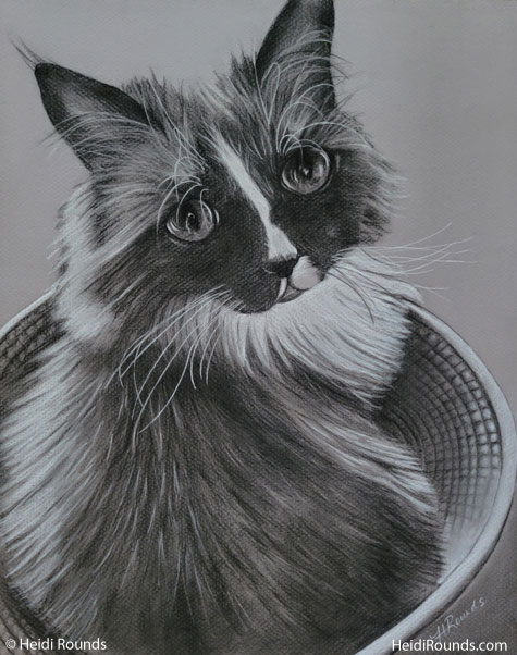 Commissioned Pet Portrait Drawing of a Cat, 12x15 in charcoal/pastel on toned paper, drawing of a cat in a basket, Heidi Rounds