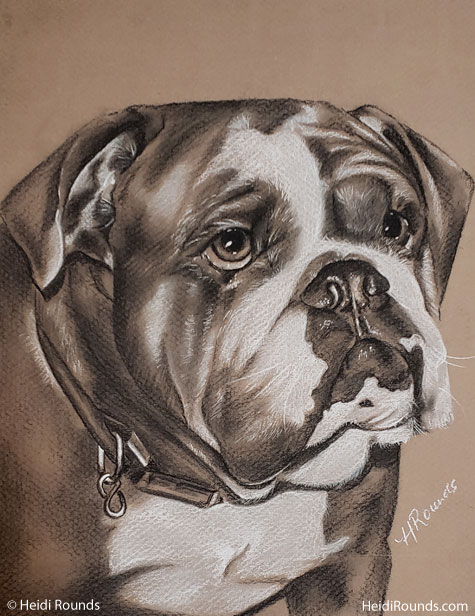 Commissioned Pet Portrait of a Cute Dog, charcoal/pastel on toned paper, drawing of a cute dog, Heidi Rounds