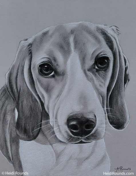 Commissioned Pet Portrait Drawing of a Dog in charcoal/pastel on toned paper, drawing of a dog, Heidi Rounds