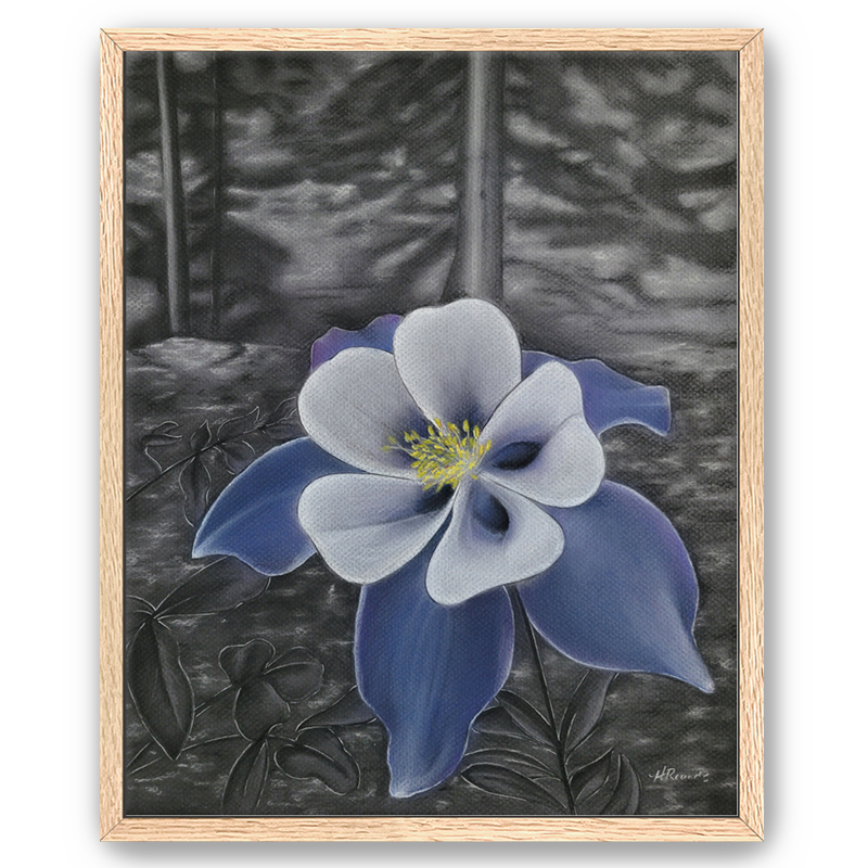 Columbine アート作品 フレーム付き Rocky Mountain Columbine - Heidi Rounds