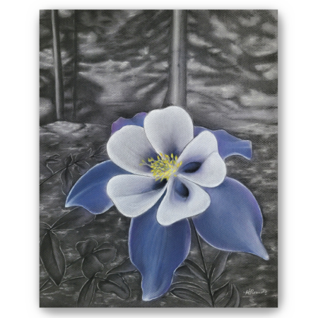 Rocky Mountain Columbine, charcoal/pastel drawing on toned paper, fine art print, a columbine flower from Rocky Mountain National Park in color against a black and white forest background, Heidi Rounds