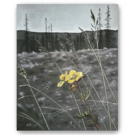 Rocky Mountain Wildflower 2, charcoal/pastel drawing on toned paper, fine art print, a yellow wildflower from Rocky Mountain National Park in color against a black and white forest background, Heidi Rounds