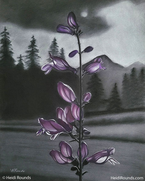 Rocky Mountain Wildflower 1, 12x15 in, charcoal/pastel drawing on toned paper, a purple wildflower from Rocky Mountain National Park in color against a black and white forest background, Heidi Rounds.
