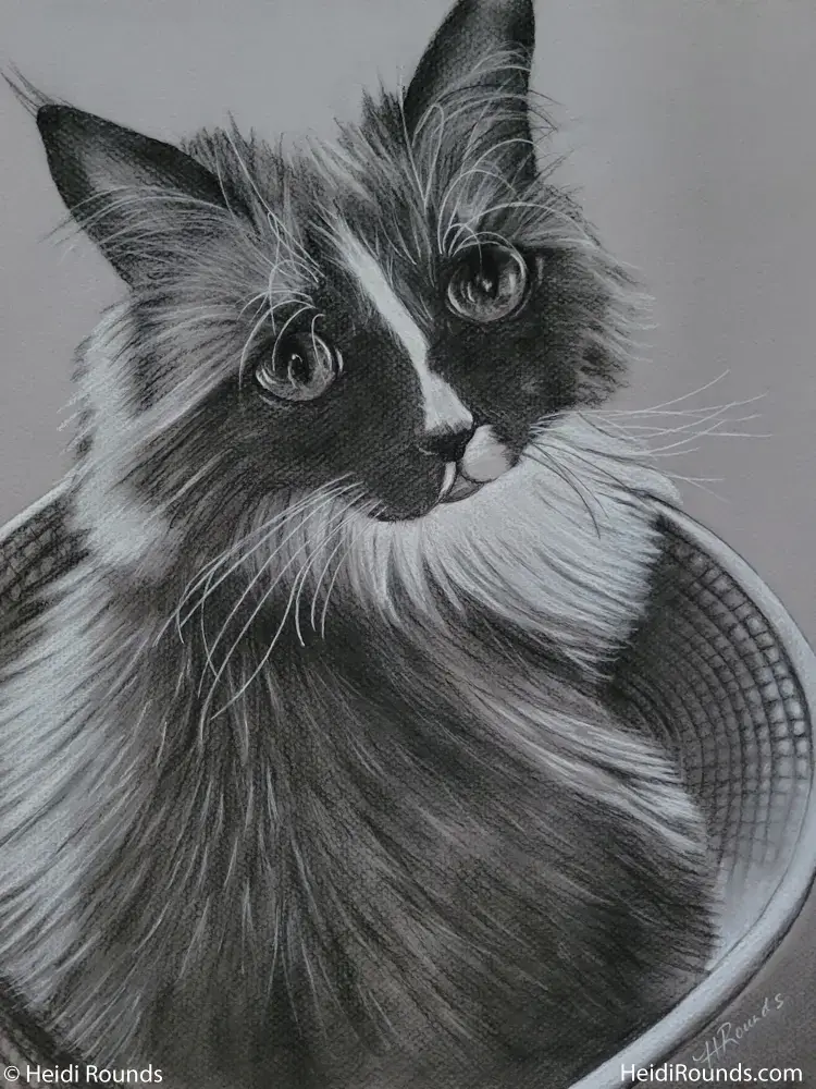 "Commissioned Pet Portrait Drawing of a Cat" 12"x15" charcoal/pastel portrait drawing on toned paper by Heidi Rounds. A cute cat sitting in a basket.