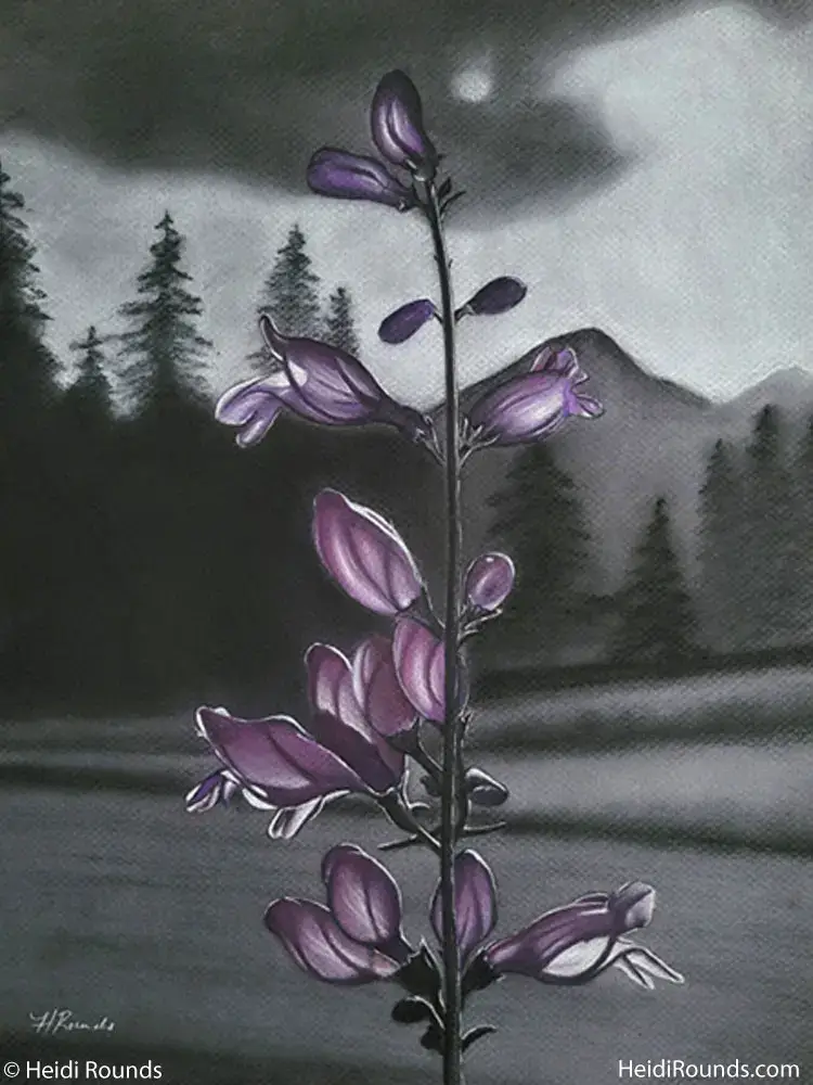 Rocky Mountain Wildflower 1, 12x15 in, charcoal/pastel drawing on toned paper, a purple wildflower from Rocky Mountain National Park in color against a black and white forest background, Heidi Rounds.